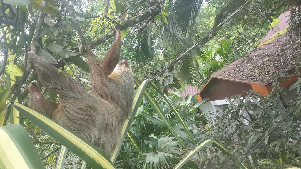 Cabinas Tito Cahuita Kültér fotó